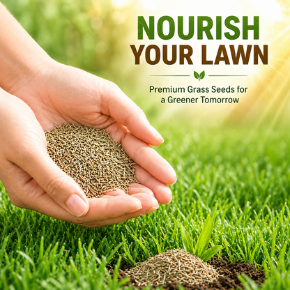 Grass Seeds Hybrid, Beautiful Home Gardening (Pack Of 100 seeds)