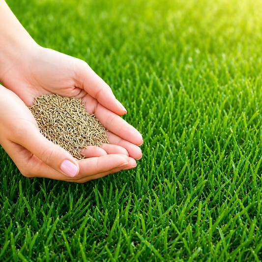 Grass Seeds Hybrid, Beautiful Home Gardening (Pack Of 100 seeds)